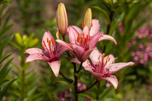 Pembe lily çiçek — Stok fotoğraf