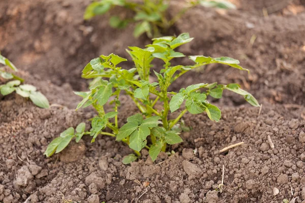 Piante a crescita verde — Foto Stock