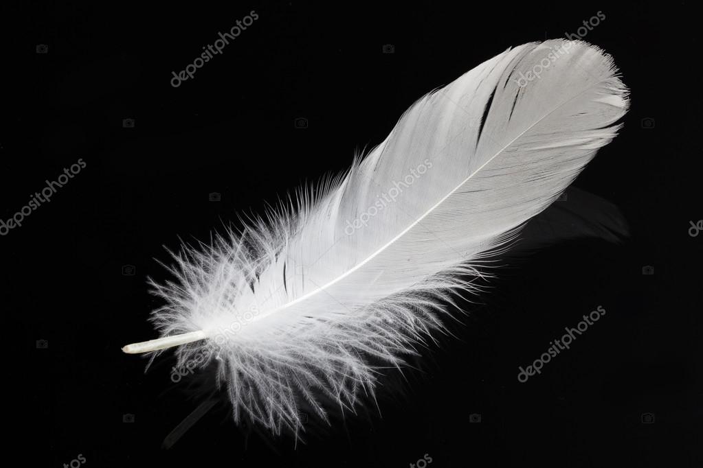 Single white feather isolated on black background. Stock Photo