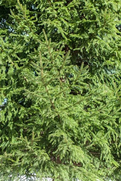 Green fir branches — Stock Photo, Image