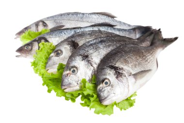 ham dorado balığı