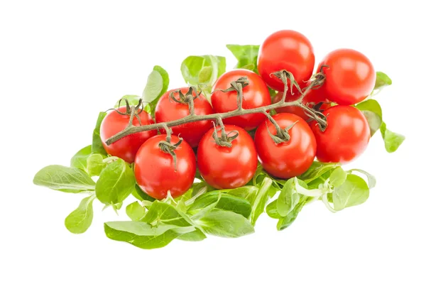 Tomates maduros com folhas de manjericão — Fotografia de Stock