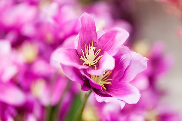 Krásný dahlia květiny — Stock fotografie