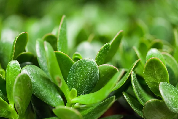 Hojas de plantas verdes —  Fotos de Stock