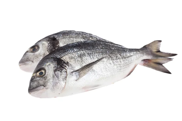 Fresh dorado fish — Stock Photo, Image