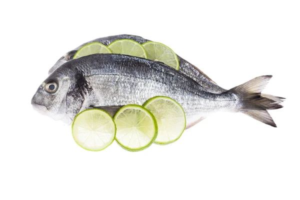 Raw dorado fish — Stock Photo, Image