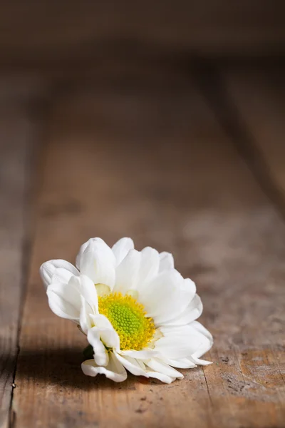 Daisy camomile flower — Stock Photo, Image