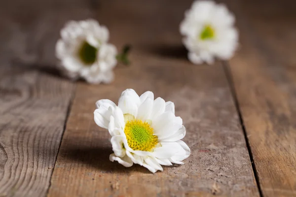 Daisy camomile flowers — Stock Photo, Image