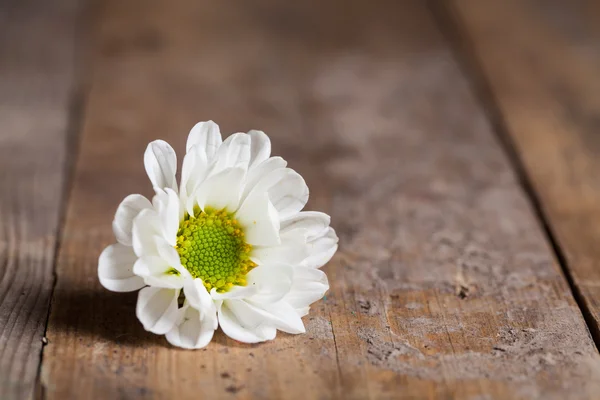 Daisy camomile flower — Stock Photo, Image