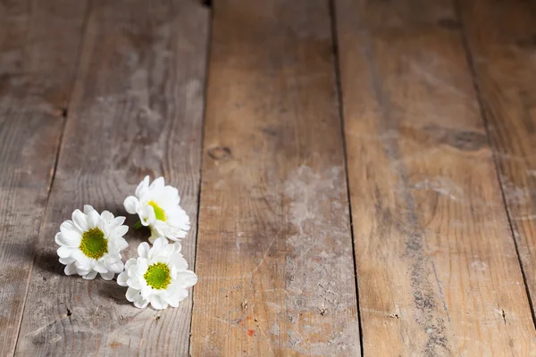 Daisy camomile flowers — Stock Photo, Image