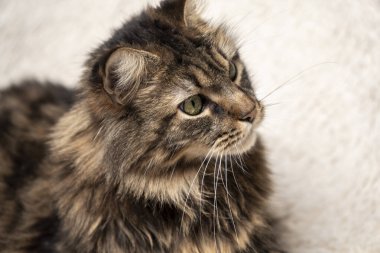 Kanepedeki güzel kedi, Maine Rakun portresi.