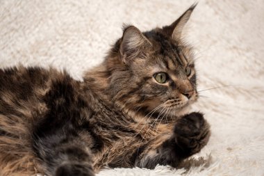 Maine Rakun portresi, kanepede güzel bir kedi