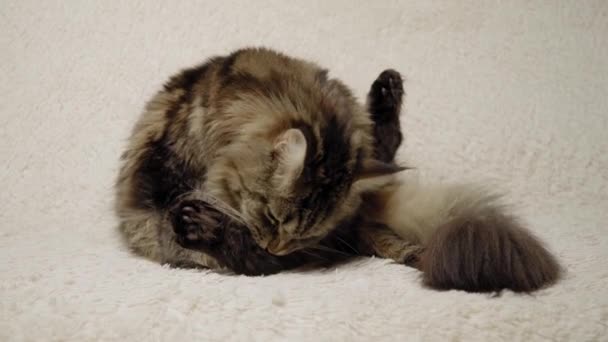 El apuesto Maine Coon se está lavando en el sofá. Retrato de un gato — Vídeos de Stock
