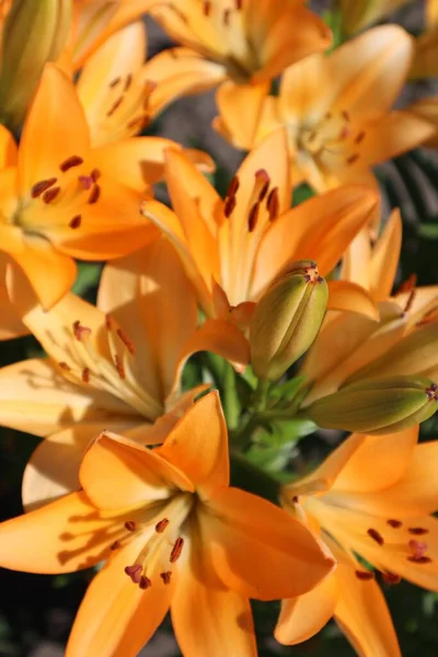 オレンジのユリの花束 花の背景 花の風景 趣味としての園芸 — ストック写真