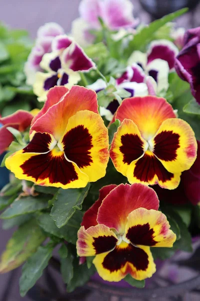 Drie Prachtige Kleine Viola Bloemen Bloeien Een Bloembed Tuin Bloemenlandschap — Stockfoto