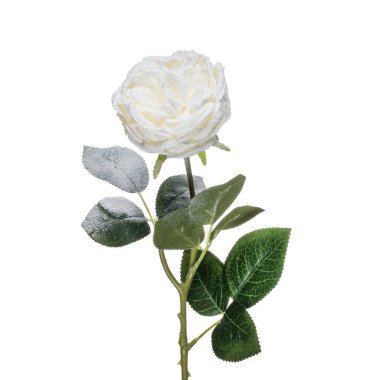 Tasarımcı kompozisyonları için gerçekçi çiçekler ve bitkiler ve konut ve ofis binalarının iç dekorasyonu. Beyaz izole arkaplan