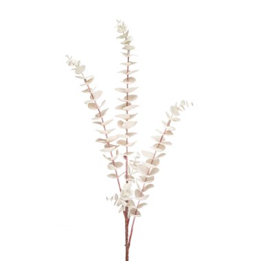 Tasarımcı kompozisyonları için gerçekçi çiçekler ve bitkiler ve konut ve ofis binalarının iç dekorasyonu. Beyaz izole arkaplan