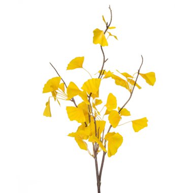 Tasarımcı kompozisyonları için gerçekçi çiçekler ve bitkiler ve konut ve ofis binalarının iç dekorasyonu. Beyaz izole arkaplan