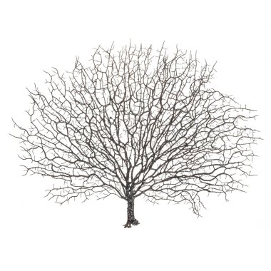 Tasarımcı kompozisyonları için gerçekçi çiçekler ve bitkiler ve konut ve ofis binalarının iç dekorasyonu. Siyah rengin kuru dekoratif dalı. Beyaz izole arkaplan