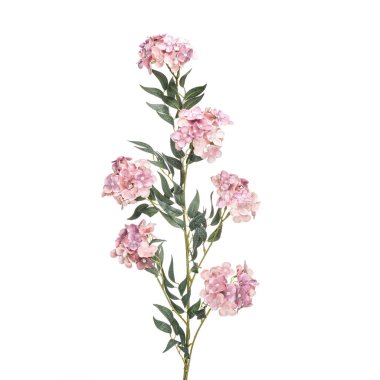 Tasarımcı kompozisyonları için gerçekçi çiçekler ve bitkiler ve konut ve ofis binalarının iç dekorasyonu. Beyaz izole arkaplan