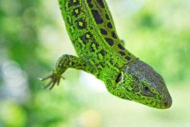 yeşil zemin üzerine kertenkele