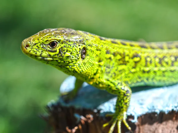 Hagedis op groene achtergrond — Stockfoto