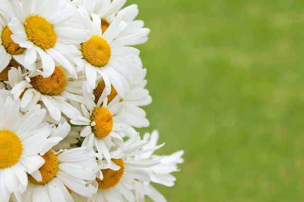 Bouquet of daisies on a green background. — Stock Photo, Image