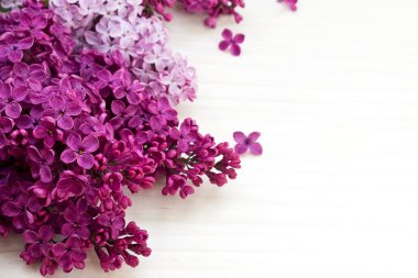 Eflatun çiçekler, Syringa vulgaris