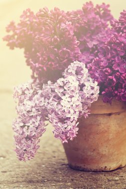 Lila ile seramik tencere