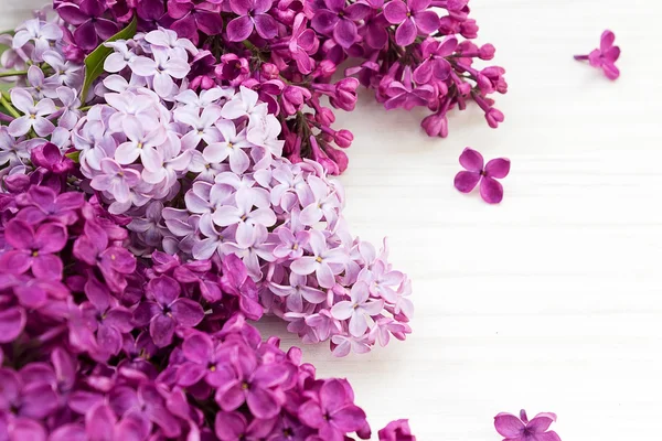 Kwiat fioletowy, Lilak pospolity — Zdjęcie stockowe
