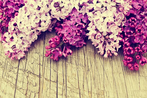 Beautiful lilac flowers — Stock Photo, Image