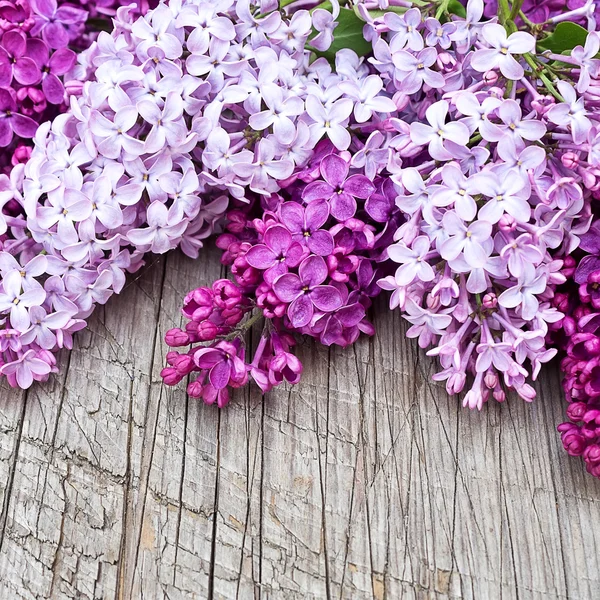 Vackra lila blommor — Stockfoto