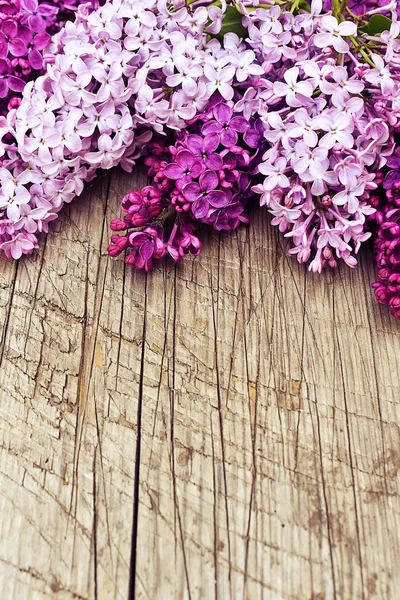 Beautiful lilac flowers — Stock Photo, Image