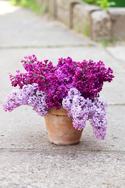 Ceramic pot with lilac — Stock Photo, Image