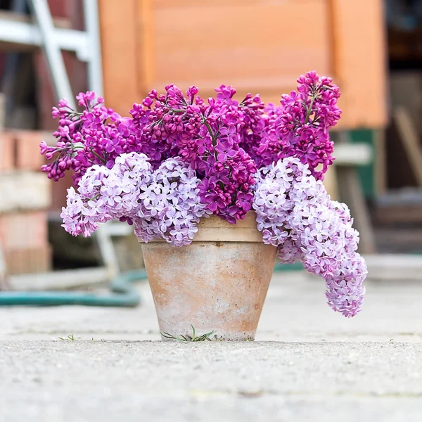 Ceramic pot with lilac — Stock Photo, Image