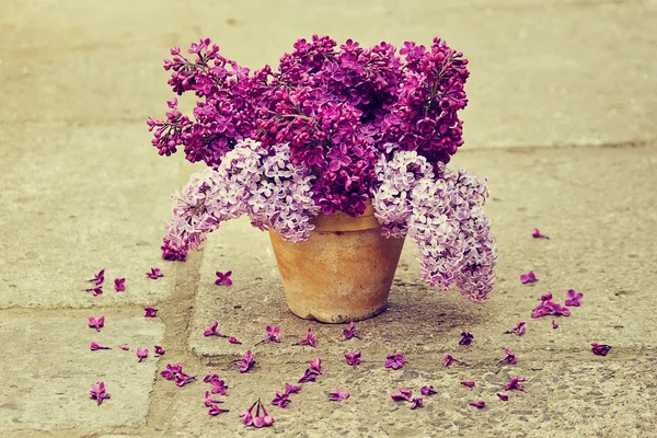 Ceramic pot with lilac — Stock Photo, Image