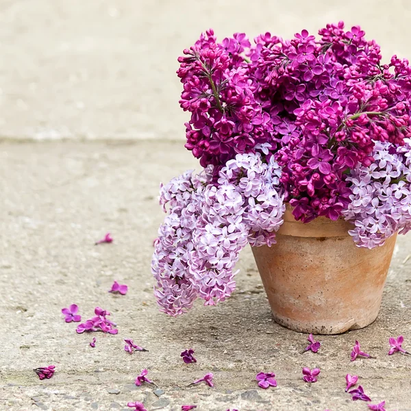 Keramische pot met lila — Stockfoto