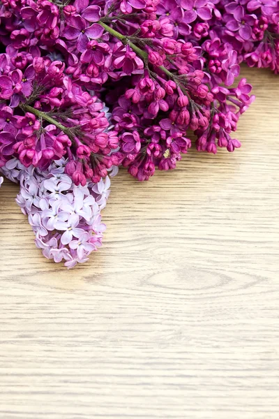 Beautiful lilac flowers — Stock Photo, Image