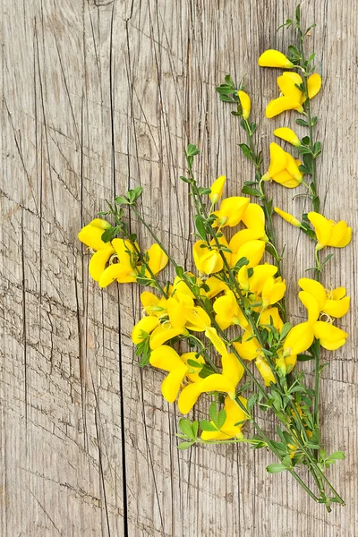 Beautiful yellow flowers — Stock Photo, Image