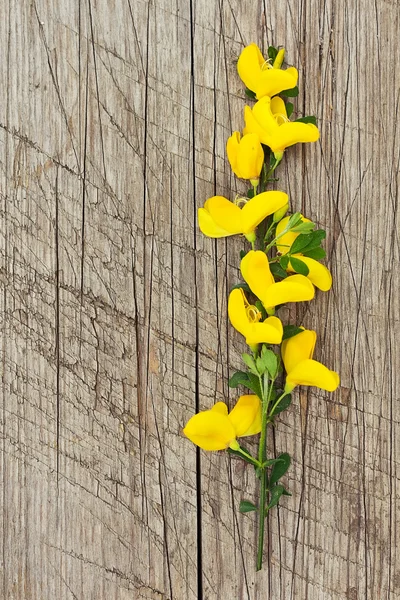 Gyönyörű sárga virágok. — Stock Fotó