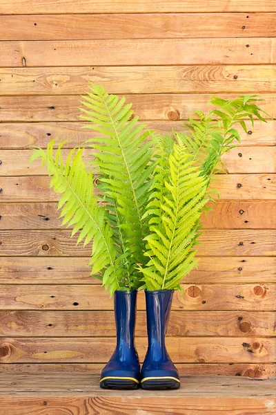 Fern in blue rubber boots — Stock Photo, Image