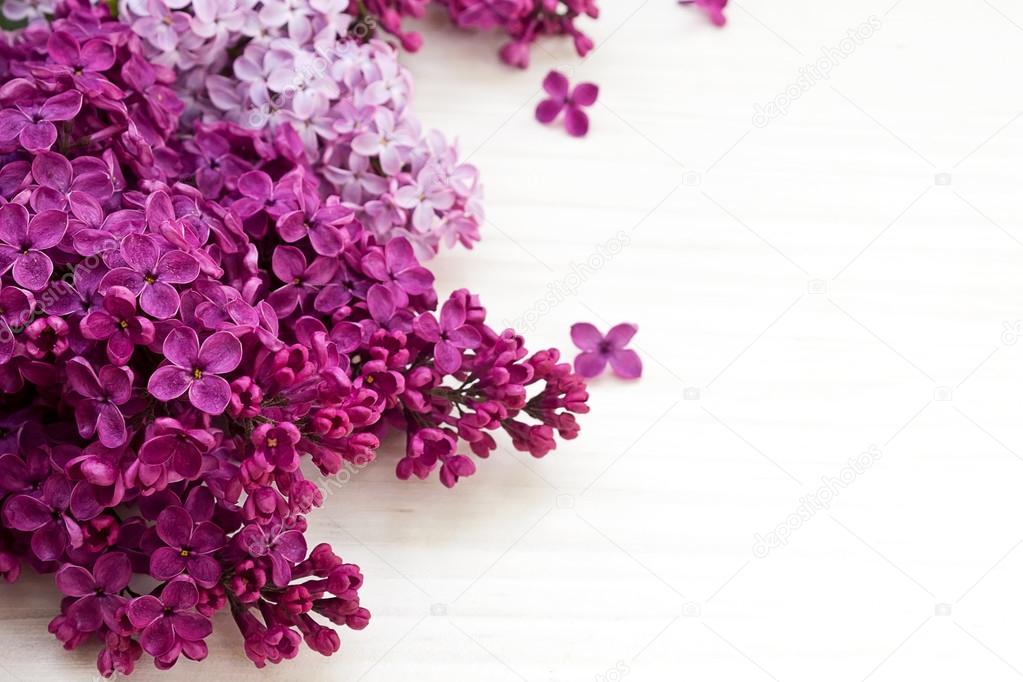 Lilac flowers, Syringa vulgaris