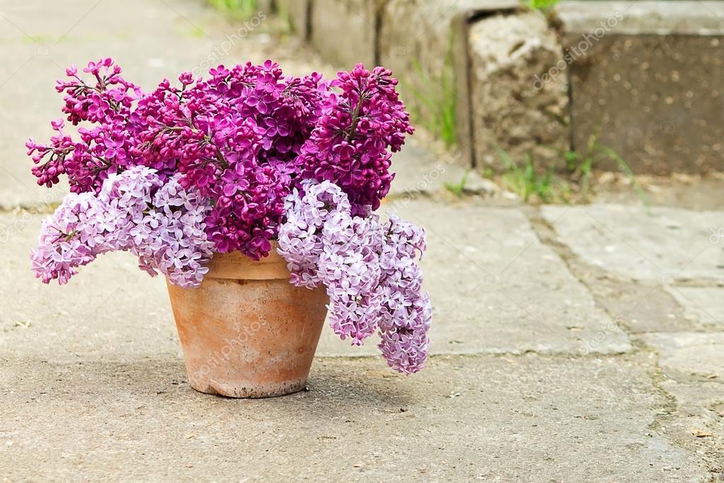 Ceramic Pot With Lilac Stock Photo Image By C Annakukhmar 74485129