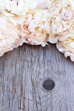 Beyaz pembe peonies çiçekler