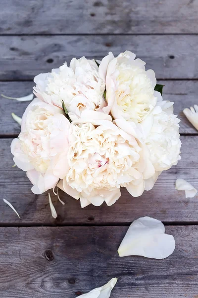 Weiße rosa Pfingstrosen blühen — Stockfoto