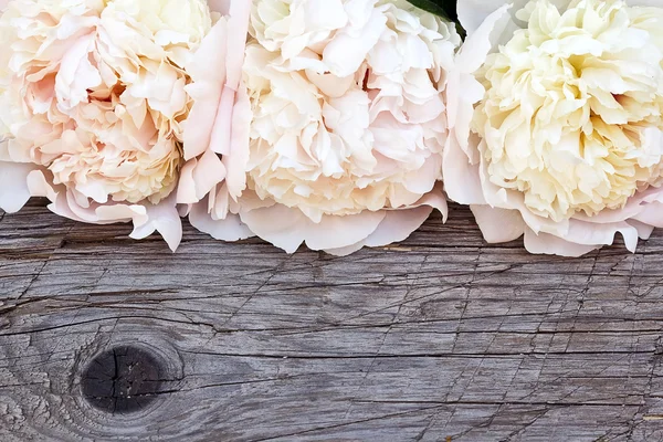 White pink peonies flowers — Stock Photo, Image