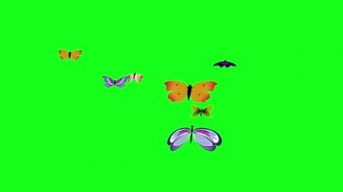 Kelebek grubu yeşil ekran kroma anahtarı üzerinde uçar, grafik kaynak ögesi, döngü canlandırması