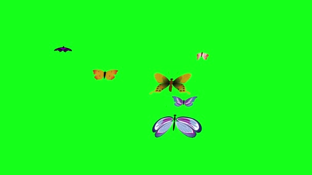 Kelebek Grubu Yeşil Ekran Kroma Anahtarı Üzerinde Uçar Grafik Kaynak — Stok video