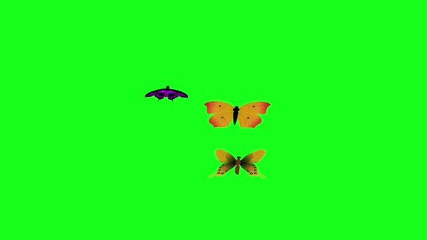 일단의 나비들이 그래픽 자료를 가지고 날으면서 영상을 — 비디오