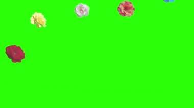 Renkli güller çiçek elementleri animasyon rengi anahtar, grafik kaynağı